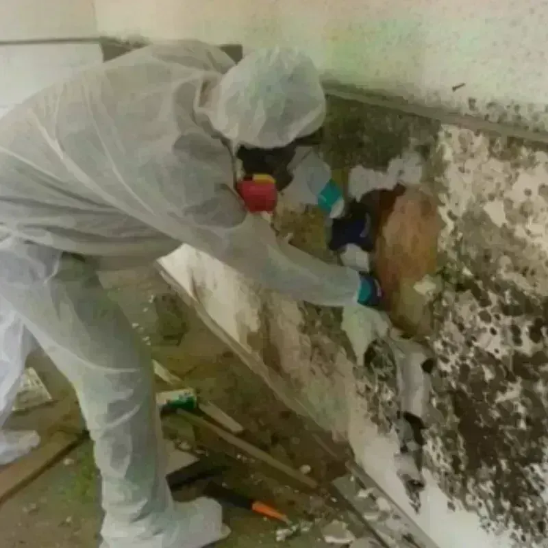 Mold Remediation and Removal in Sterling, CO